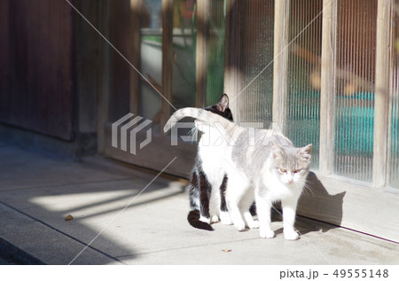 二匹の猫 49555148