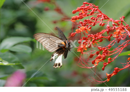 Butterfly insect in nature. Nature insect 49555188