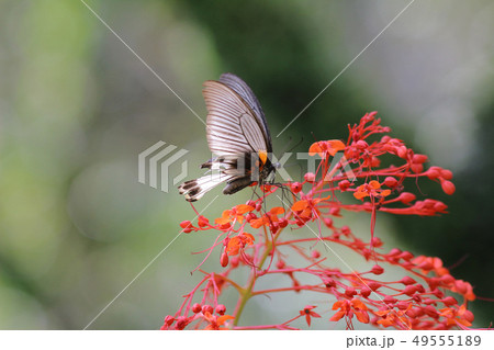 Butterfly in nature. Butterfly. Nature at hk 49555189
