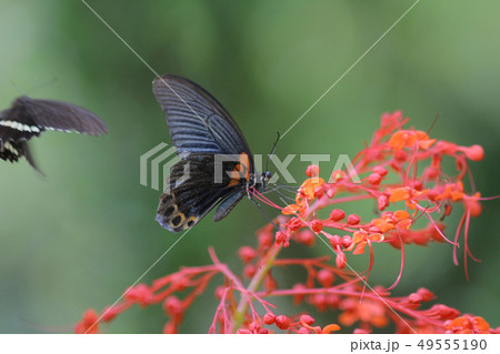 Butterfly in nature. Butterfly. Nature at hk 49555190