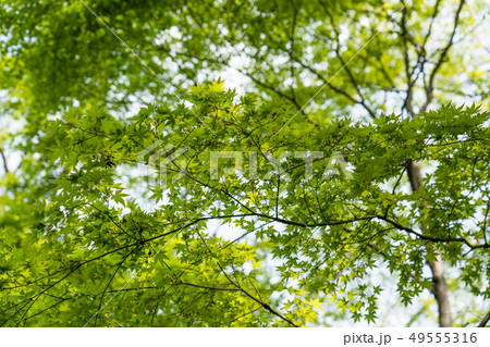 新緑のイロハモミジ 新緑のイロハモミジ 49555316