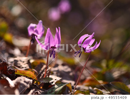 カタクリ 49555409