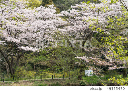 附属自然教育園のソメイヨシノ 附属自然教育園のソメイヨシノ 49555470