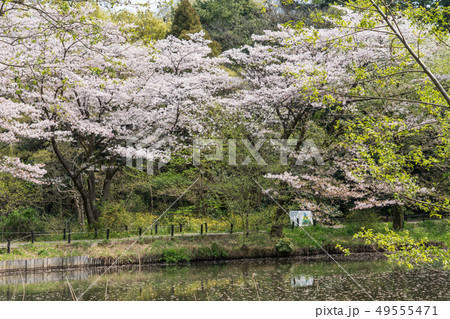 附属自然教育園のソメイヨシノ 附属自然教育園のソメイヨシノ 49555471