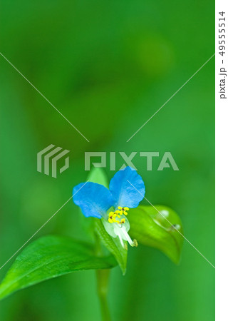 露草　ツユクサ(学名 Commelina communis)　 49555514