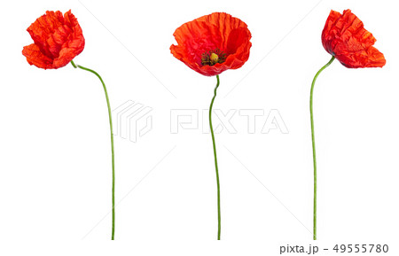 Wild red poppies in a row isolated on white Wild red poppies in a row isolated on white 49555780