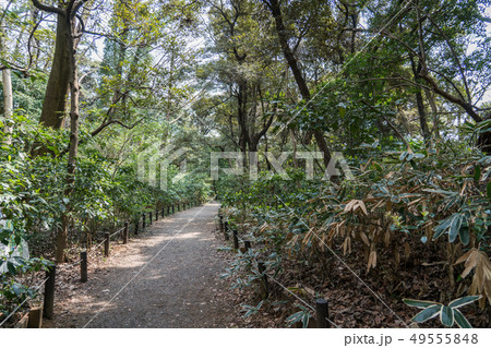 附属自然教育園 附属自然教育園 49555848