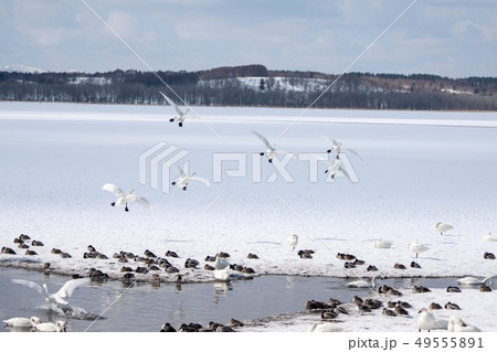 初春のクッチャロ湖　浜頓別町 49555891