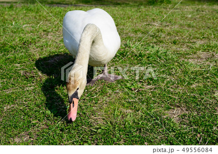 草を食べる白鳥 49556084