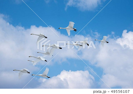 空を飛ぶコハクチョウ 空を飛ぶコハクチョウ 49556107