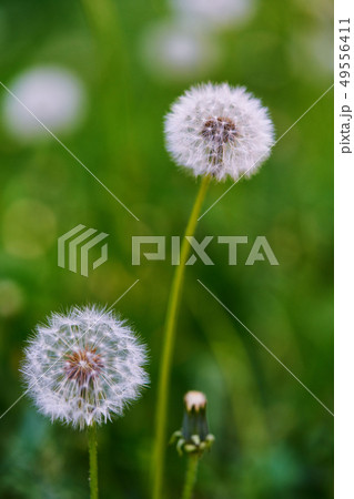 Dandelions, natural green blurred spring 49556411