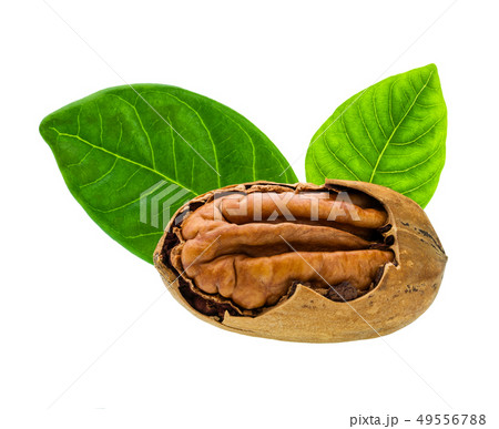 Pecan and green leaves isolated on white. Pecan and green leaves isolated on white. 49556788