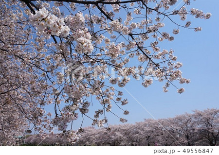 黒目川の桜 黒目川の桜 49556847