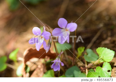 タチツボスミレ 満開の花 タチツボスミレ 満開の花 49556873