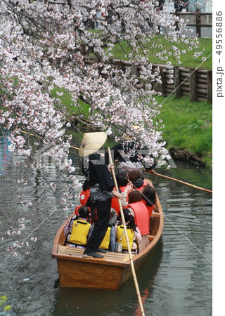 新河岸川遊覧船と桜 49556886