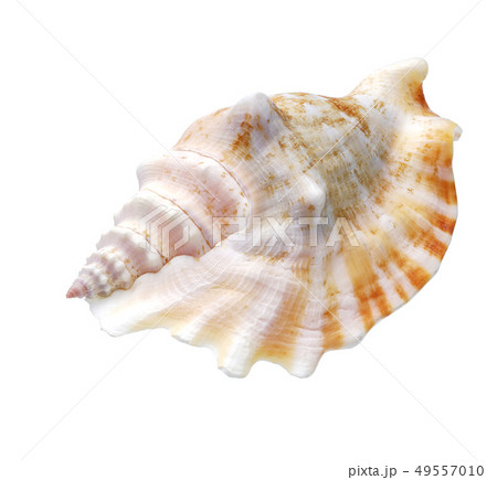 Seashell isolated on white background Seashell isolated on white background 49557010