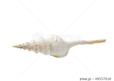 Seashell isolated on white background 49557016