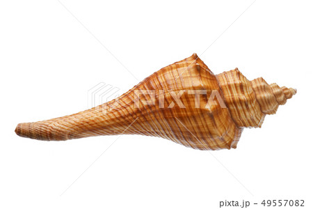 Seashell isolated on white background 49557082
