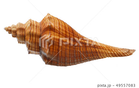 Seashell isolated on white background Seashell isolated on white background 49557083