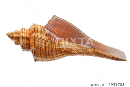 Seashell isolated on white background Seashell isolated on white background 49557084