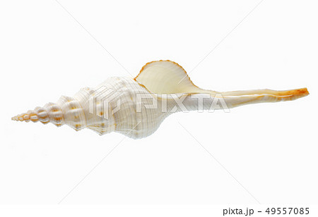 Seashell isolated on white background Seashell isolated on white background 49557085