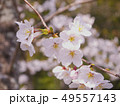桜の花 49557143