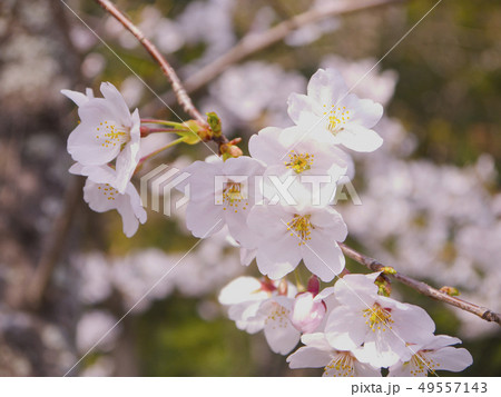 桜の花 桜の花 49557143