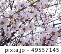 アーモンドの花 49557145