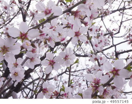 アーモンドの花 アーモンドの花 49557145