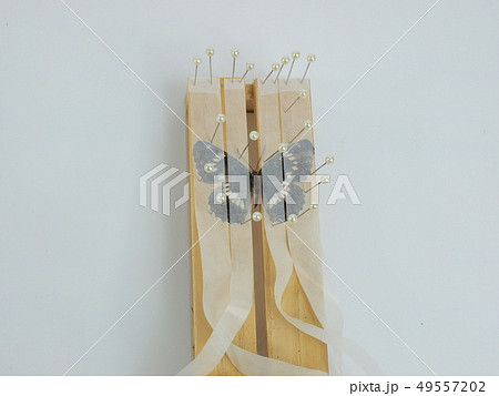 蝶の展翅標本、アサマイチモンジ 49557202