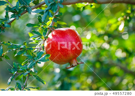 Red ripe pomegranates on the tree. Red ripe pomegranates on the tree. 49557280
