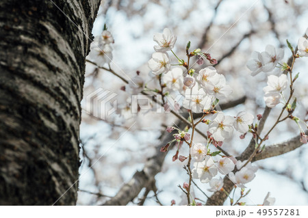 桜 桜 49557281