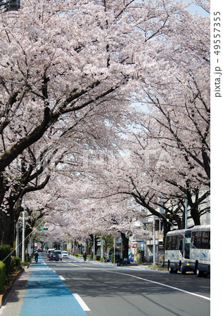 2019桜_31 2019桜_31 49557355