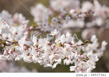 桜 桜 49557362