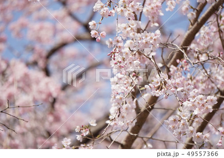 桜 桜 49557366