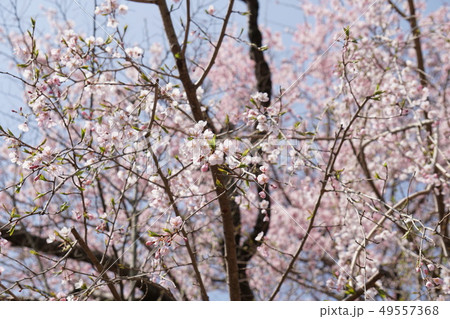 桜 桜 49557368