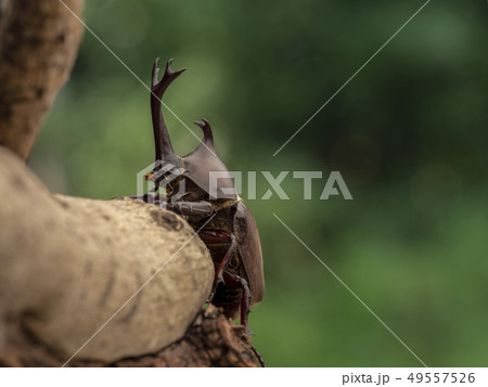 カブトムシ(オス) 49557526