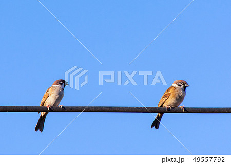 Sparrow bird sitting on electric cable with blue Sparrow bird sitting on electric cable with blue 49557792