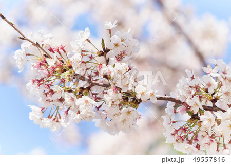 花　桜 49557846