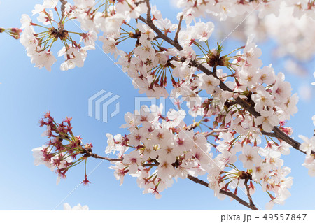 花　桜 49557847