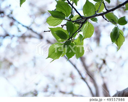 桜の葉 桜の葉 49557986