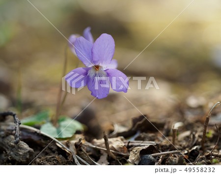 春の野に咲くタチツボスミレ 春の野に咲くタチツボスミレ 49558232