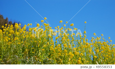 青空と菜の花 49558353