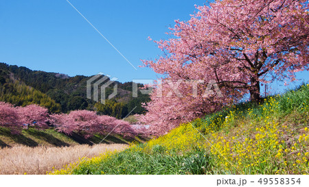菜の花と桜 菜の花と桜 49558354