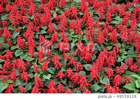 Red flowers in the garden 49559128