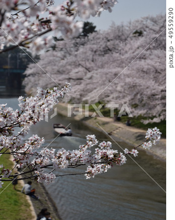 運河沿いに愛でる満開の桜 / cherry blossom viewing on the boat 運河沿いに愛でる満開の桜 / cherry blossom viewing on the boat 49559290