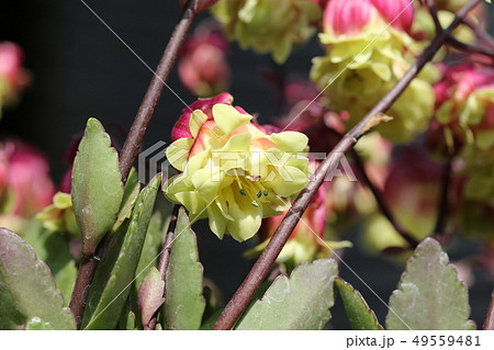 カランコエ（八重咲きウェンディ）サニーデイ 49559481