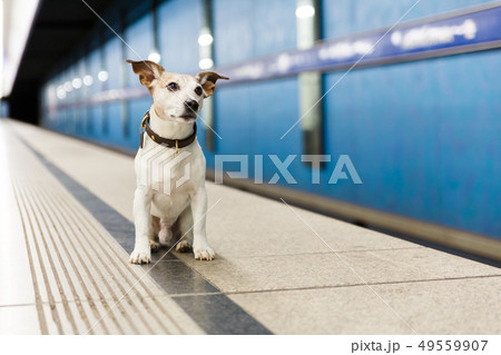 dog waiting for owner at rail train station 49559907
