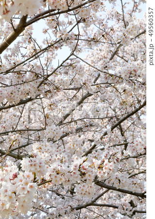 桜 49560357