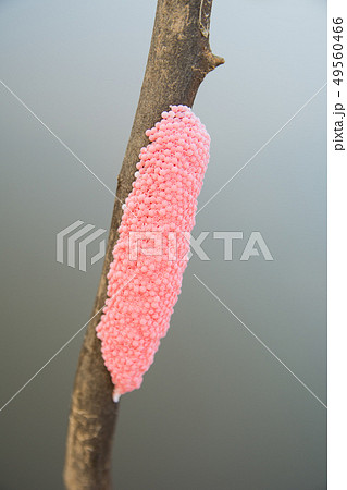 Eggs of golden apple snail on branch tree 49560466